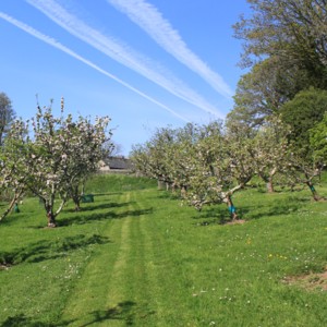 The Orchard in Spring